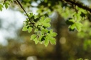 Érable champêtre - racine nue - jeune plant de 2/3 ans