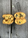 Paw Paw - Asiminier - Asiminia trilobé – godet - jeune plant 1 an