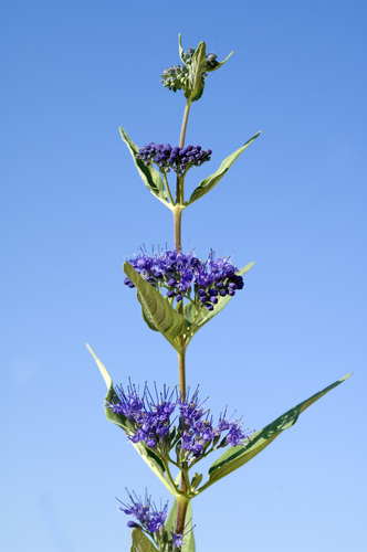 Arbre des pagodes - conteneur - jeune plant 2/3 ans