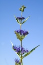 Arbre des pagodes - conteneur - jeune plant 2/3 ans