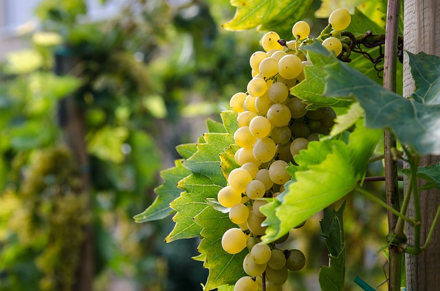 Vigne 'Perle de Scaba' greffée - racine nue - jeune plant de 1 an