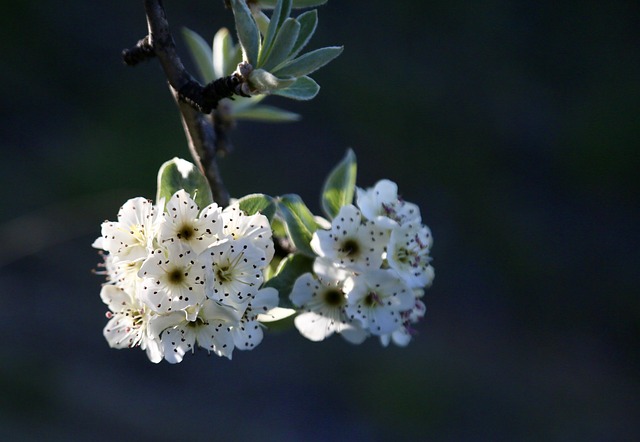 Poirier à fleurs kirchensaller - racine nue -  jeune plant de 1/2 ans