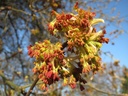 Érable à feuilles de frêne - Acer negundo - jeune plant de 2 ans