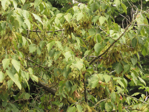 Érable à feuilles de frêne - Acer negundo - jeune plant de 2 ans
