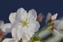 Cerisier 'Cœur de pigeon' - racine nue - scion