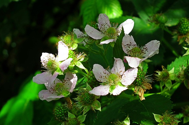 Mûrier sans épines 'Black Satin' - godet - jeune plant 1/2 ans