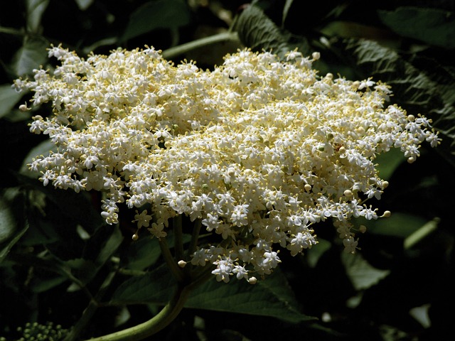 Sureau noir 'Milk chocolate' - jeune plant de 1/2 ans