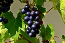 Vigne résistante 'Muscat Garnier' greffée - racine nue - jeune plant de 1 an