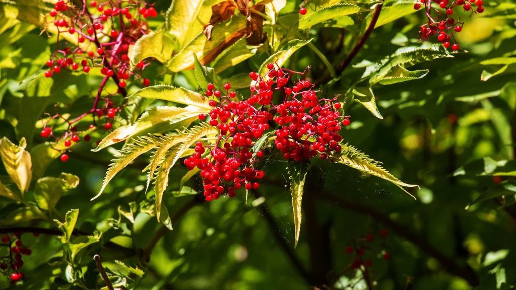 Sureau des montagnes 'Lacinié doré'