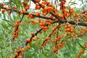 Argousier 'Friesdorfer Orange' - godet - jeune plant de 1/2 ans