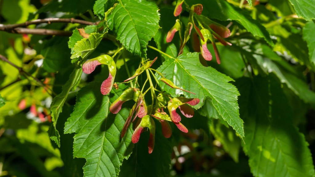 Érable du fleuve d'amour - Acer tataricum - jeune plant de 2 ans