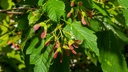 Érable du fleuve d'amour - Acer tataricum - jeune plant de 2 ans