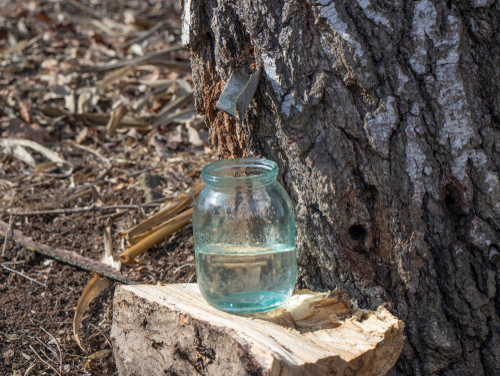 Érable du fleuve d'amour - Acer tataricum - jeune plant de 2 ans