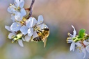 Biricoccolo ou Prunier-Abricotier 'Spring Satin' - scion