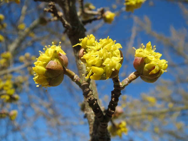 Cornouiller mâle greffé 'Flava' - jeune plant de 2 ans