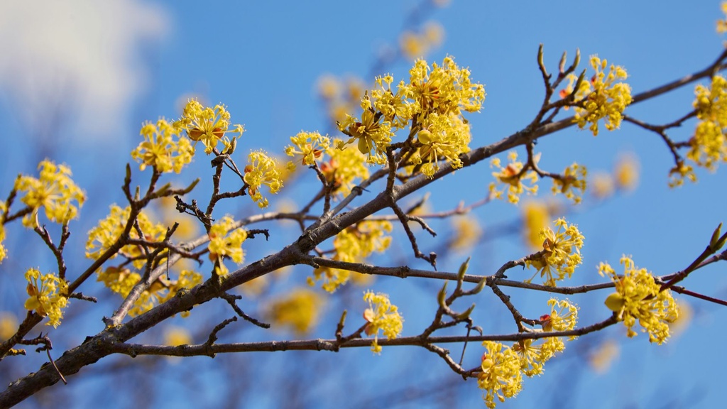Cornouiller mâle greffé 'Jantarnyj' - jeune plant de 2 ans