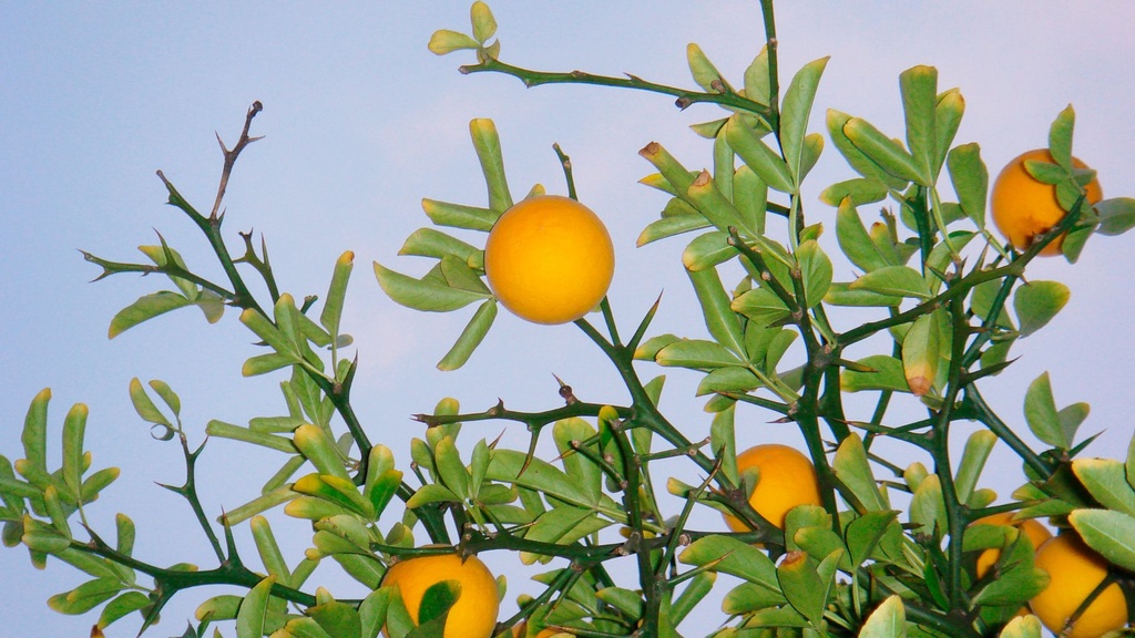 Citron épineux 'Kryder' - jeune plant 1/2 ans