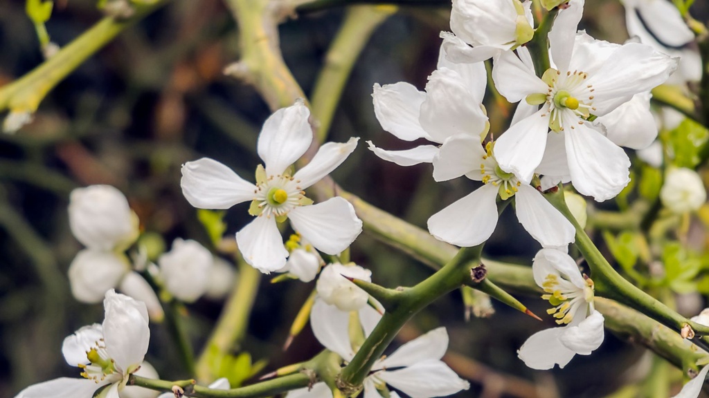 Citron épineux 'Kryder' - jeune plant 1/2 ans