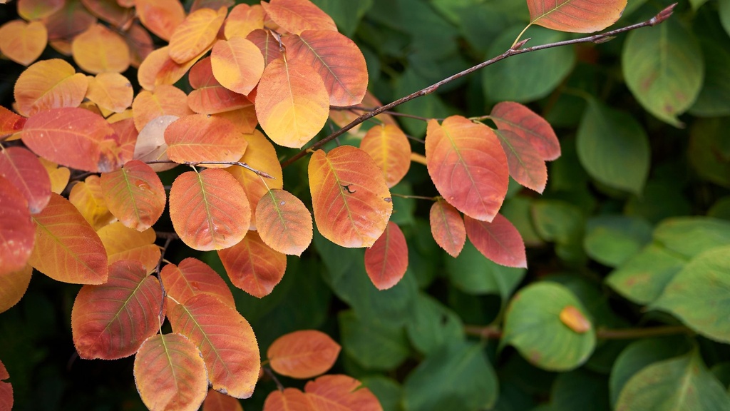 Amelanchier à feuilles d'aulne 'Sleyt' - jeune plant de 1/2 ans