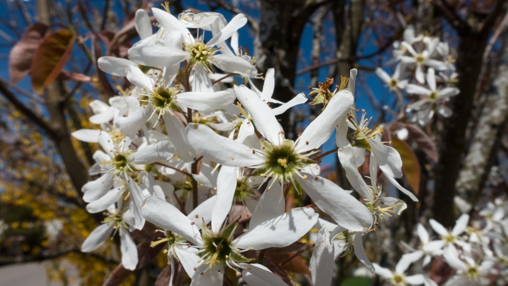Amelanchier à feuilles d'aulne 'Sleyt' - jeune plant de 1/2 ans