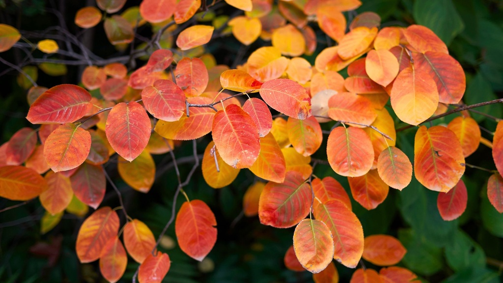 Amelanchier à feuilles d'aulne 'Sleyt' - jeune plant de 1/2 ans