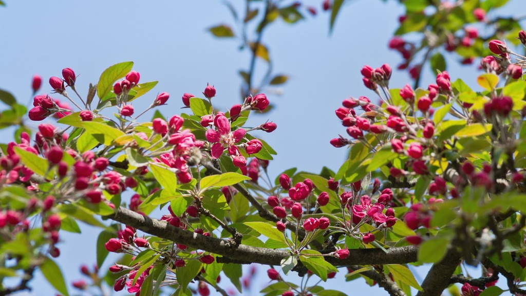 Pommier 'Prairie Fire' - jeune plant 2 ans