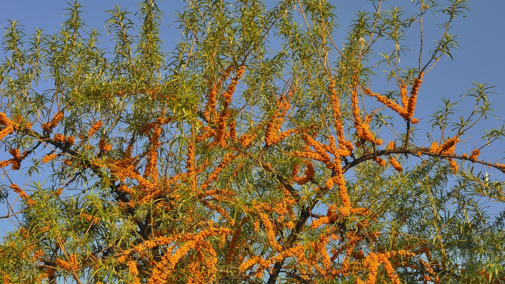 Argousier 'Eva' (femelle) - jeune plant de 1/2 ans 