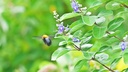Poivrier des moines à feuilles rondes - Gattilier -  jeune plant 1/2 ans