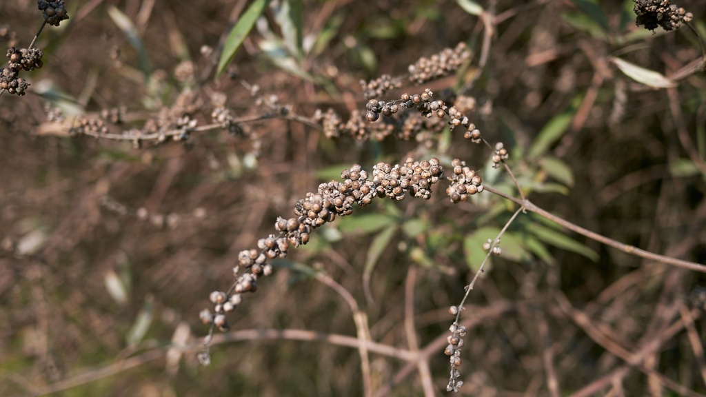 Mauve en arbre - conteneur - jeune plant de 2 ans