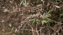 Poivrier des moines à feuilles rondes - Gattilier -  jeune plant 1/2 ans