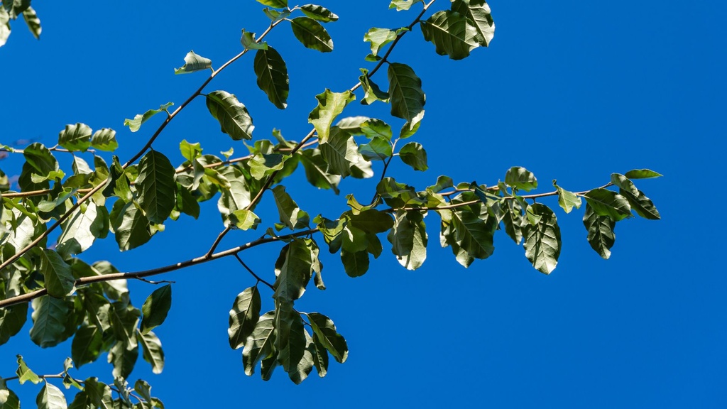 Chalef d'automne - jeune plant 2 ans