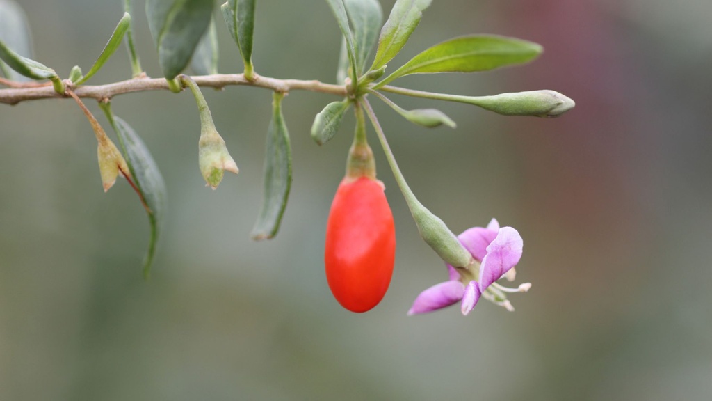 Baie de Goji - jeune plant 1 / 2 ans