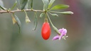 Baie de Goji - jeune plant 1 / 2 ans