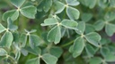Oca du Pérou - jeune plant 1 ans - godet