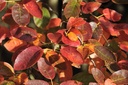 Amelanchier de Lamarck - jeune plant de 1/2 ans