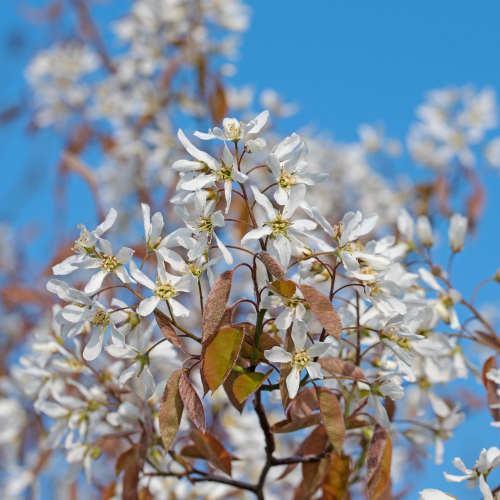 Amelanchier de Lamarck - jeune plant de 1/2 ans