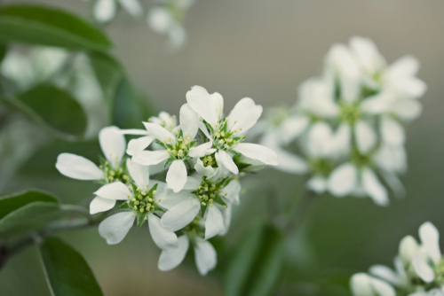 Amelanchier à feuilles d'Aulne 'Thiessen' - jeune plant de 1/2 ans