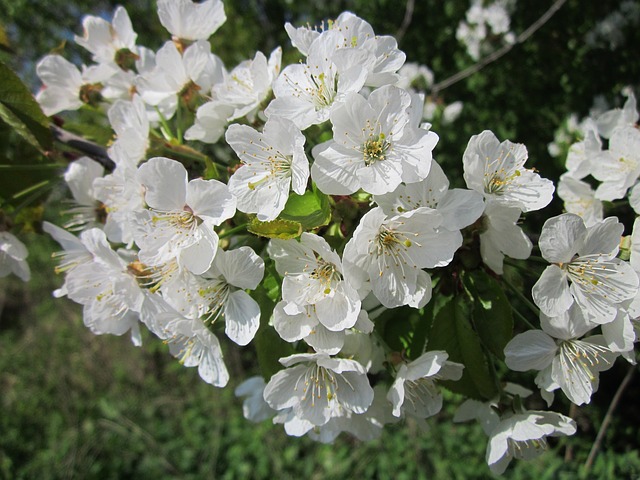 Cerisier nain 'Carmine jewel' - jeune plant 1 / 2 ans