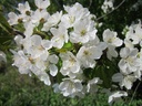 Cerisier nain 'Carmine jewel' - jeune plant 1 / 2 ans