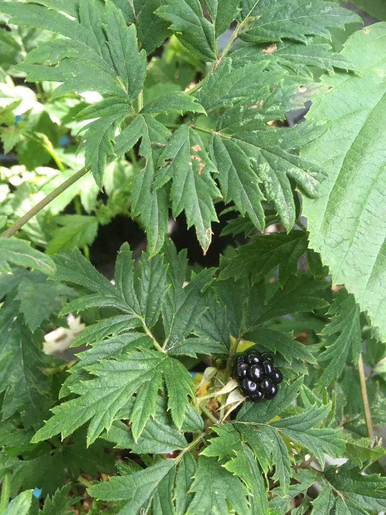 Mûrier sans épine 'Thornless evergreen' - jeune plant 1/2 ans