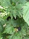 Mûrier sans épine 'Thornless evergreen' - jeune plant 1/2 ans