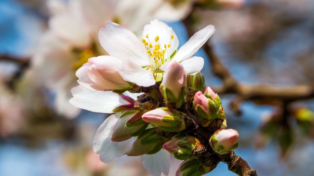 Brugnon blanc 'Silver Lode' - scion