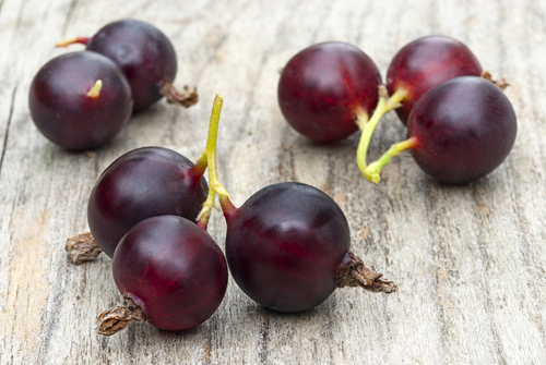 Caseille 'Josta' -  jeune plant 1/2 ans