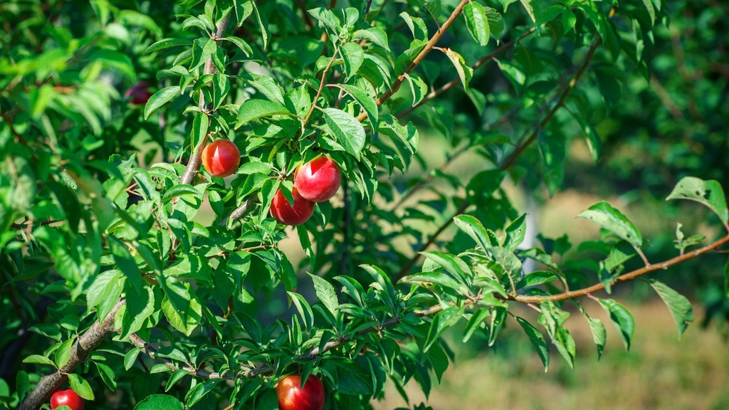 Brugnon blanc 'Silver Lode' - scion
