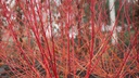 Menthe а chat - godet - jeune plant 1 an