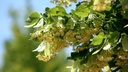 Tilleul à grandes feuilles - jeune plant de 2 / 3 ans