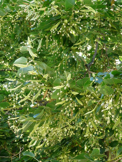 Tilleul à grandes feuilles - jeune plant de 2 / 3 ans