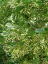 Tilleul à grandes feuilles - jeune plant de 2 / 3 ans