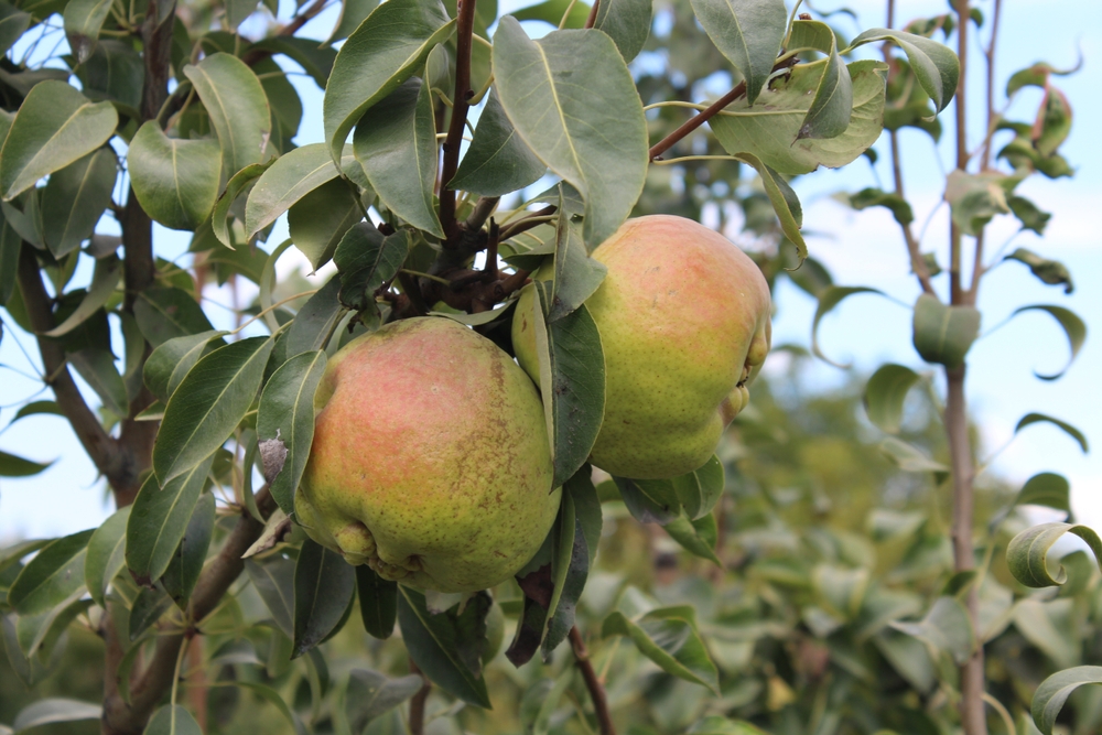 Poirier 'Deveci' - scion