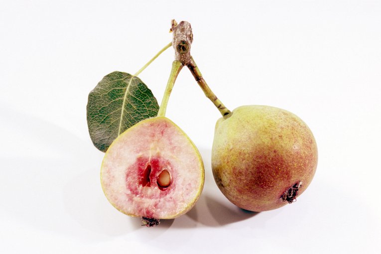 Poirier 'Winter Blutbirne - scion